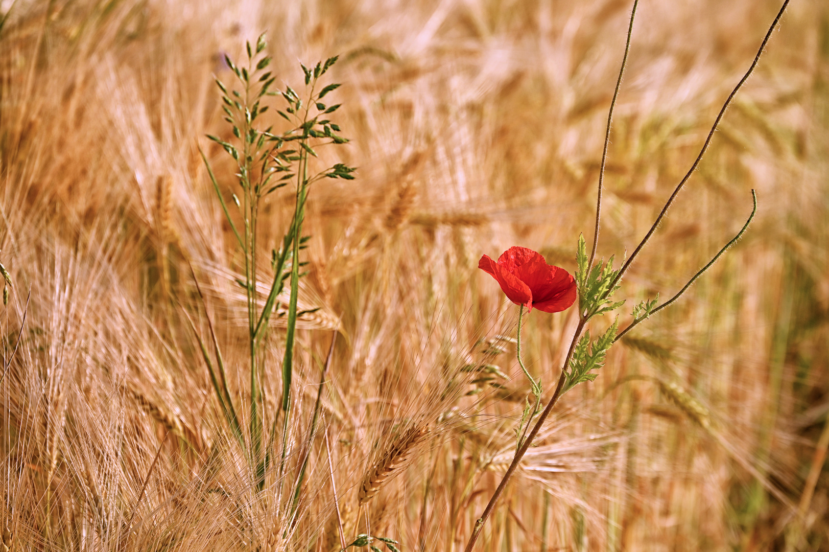 Schlafmohn