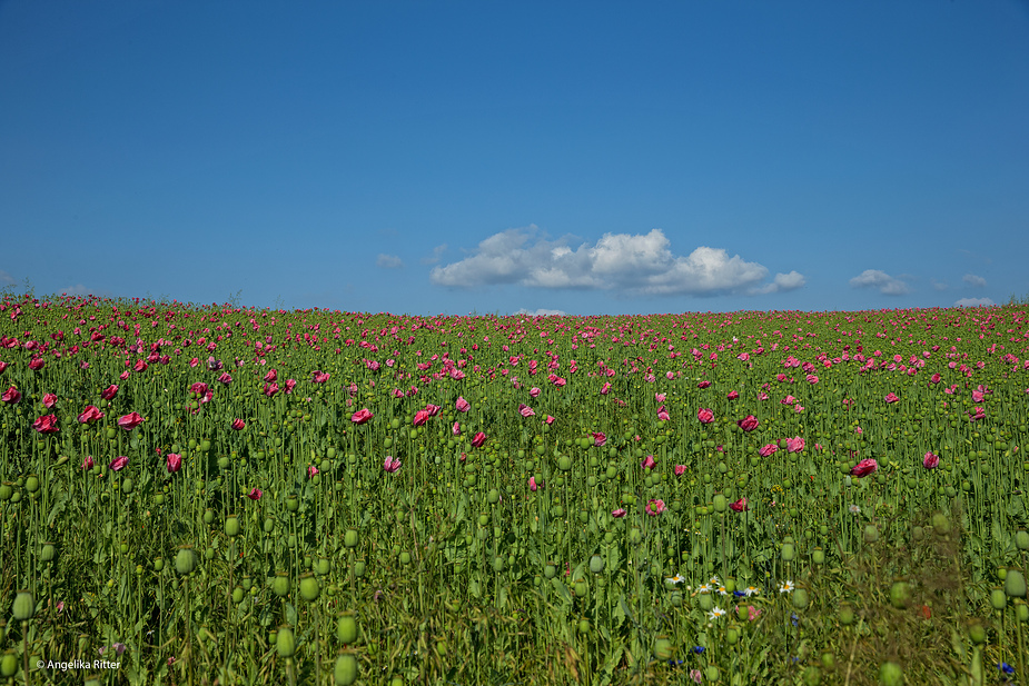 Schlafmohn