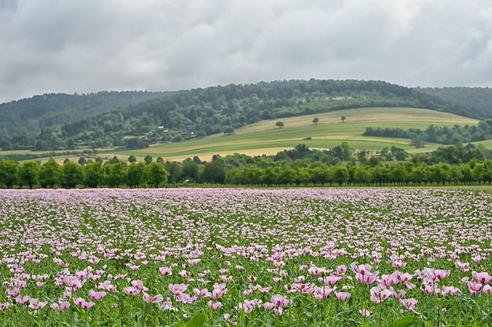 Schlafmohn..