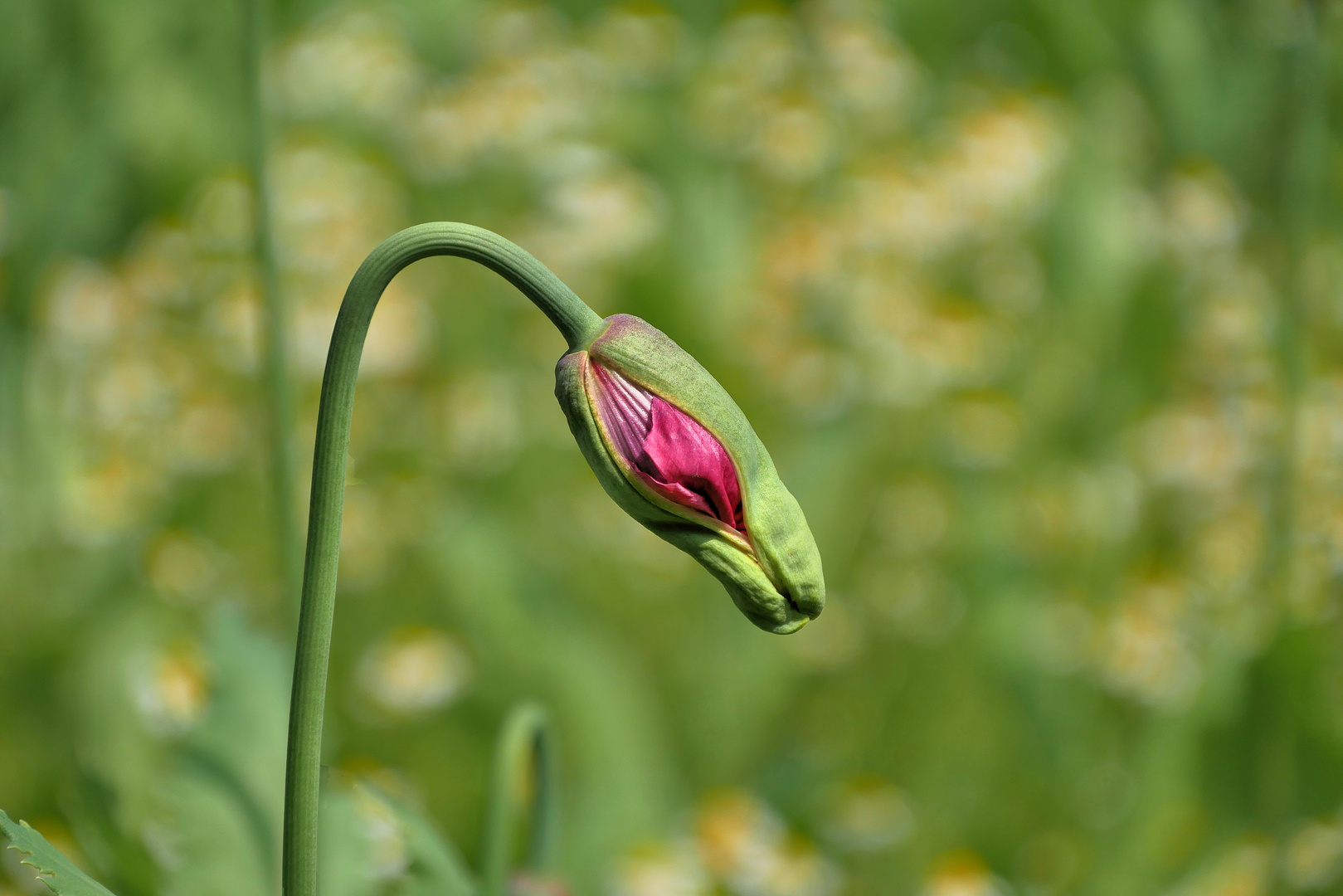 Schlafmohn