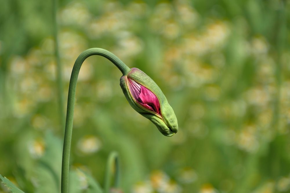 Schlafmohn