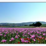 Schlafmohn bei Erlenbach