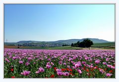 Schlafmohn bei Erlenbach