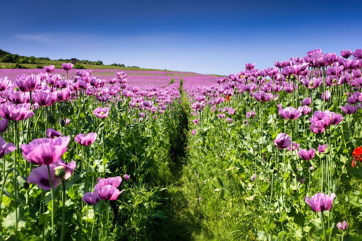 Schlafmohn bis zum Horizont