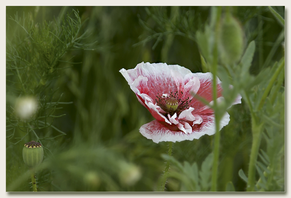 Schlafmohn