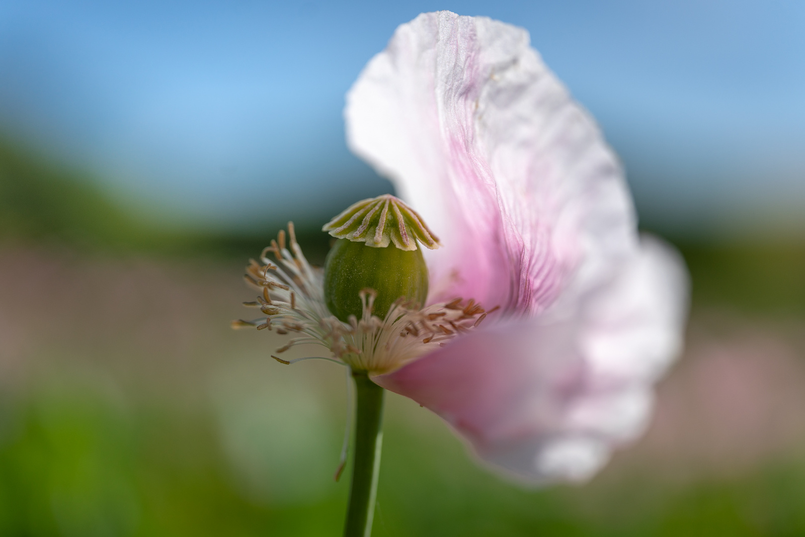 Schlafmohn