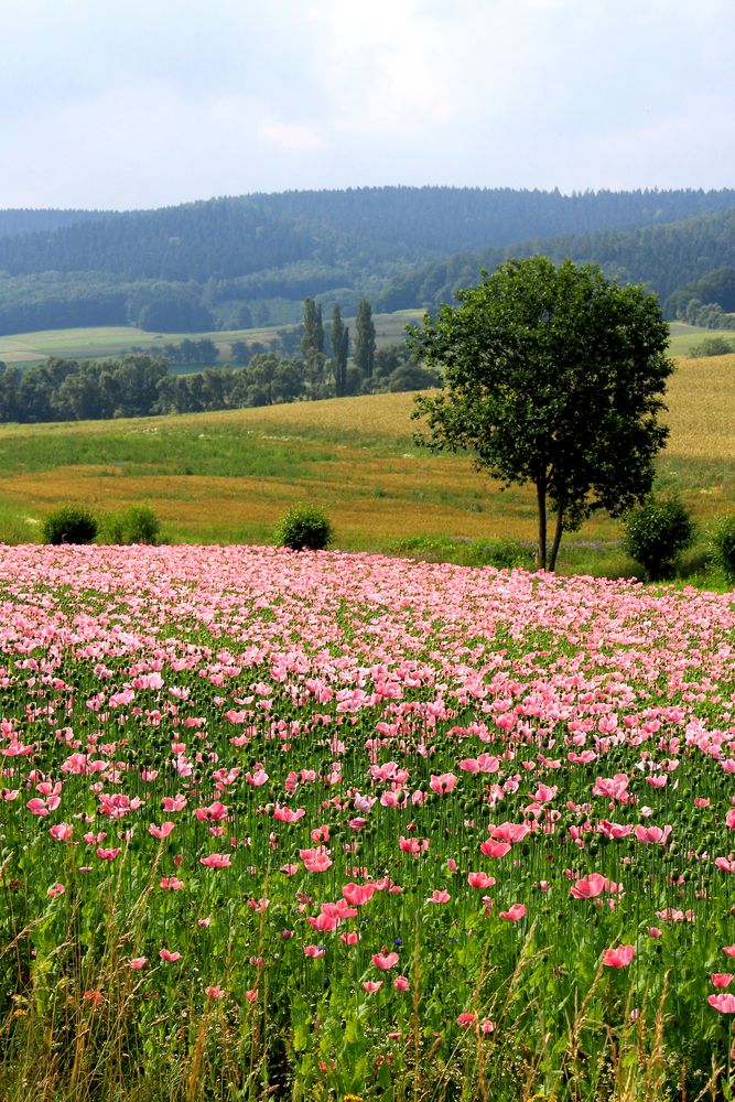 Schlafmohn von Ralf Heuckeroth 