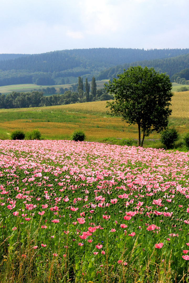 Schlafmohn