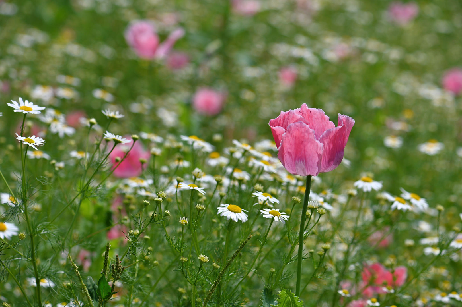 Schlafmohn