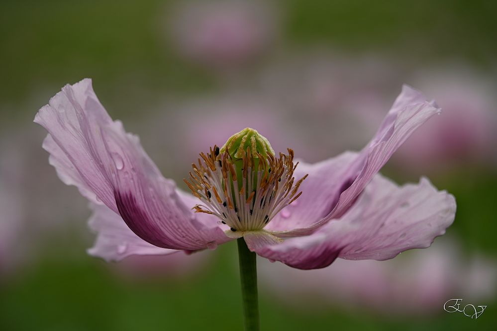 Schlafmohn