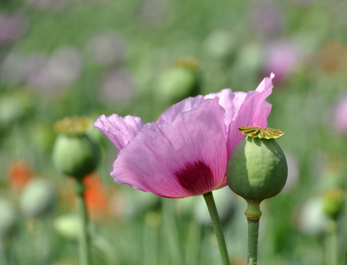 Schlafmohn