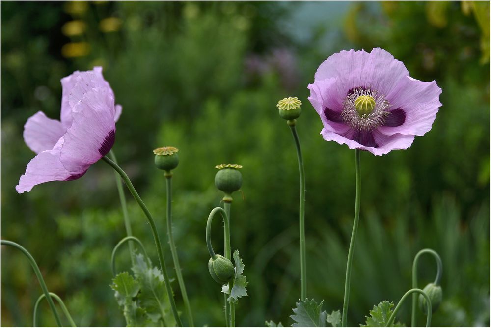 Schlafmohn Foto & Bild sommer, natur, mohn Bilder auf