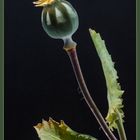 Schlafmohn