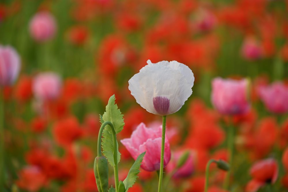 Schlafmohn