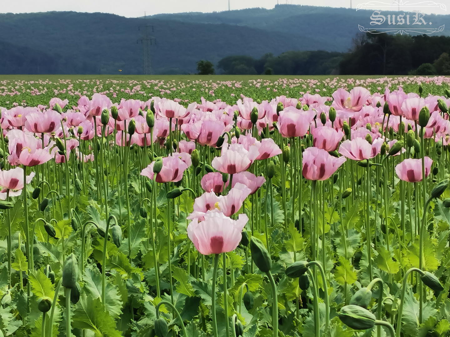 Schlafmohn Feld 