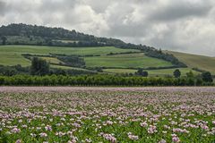 Schlafmohn