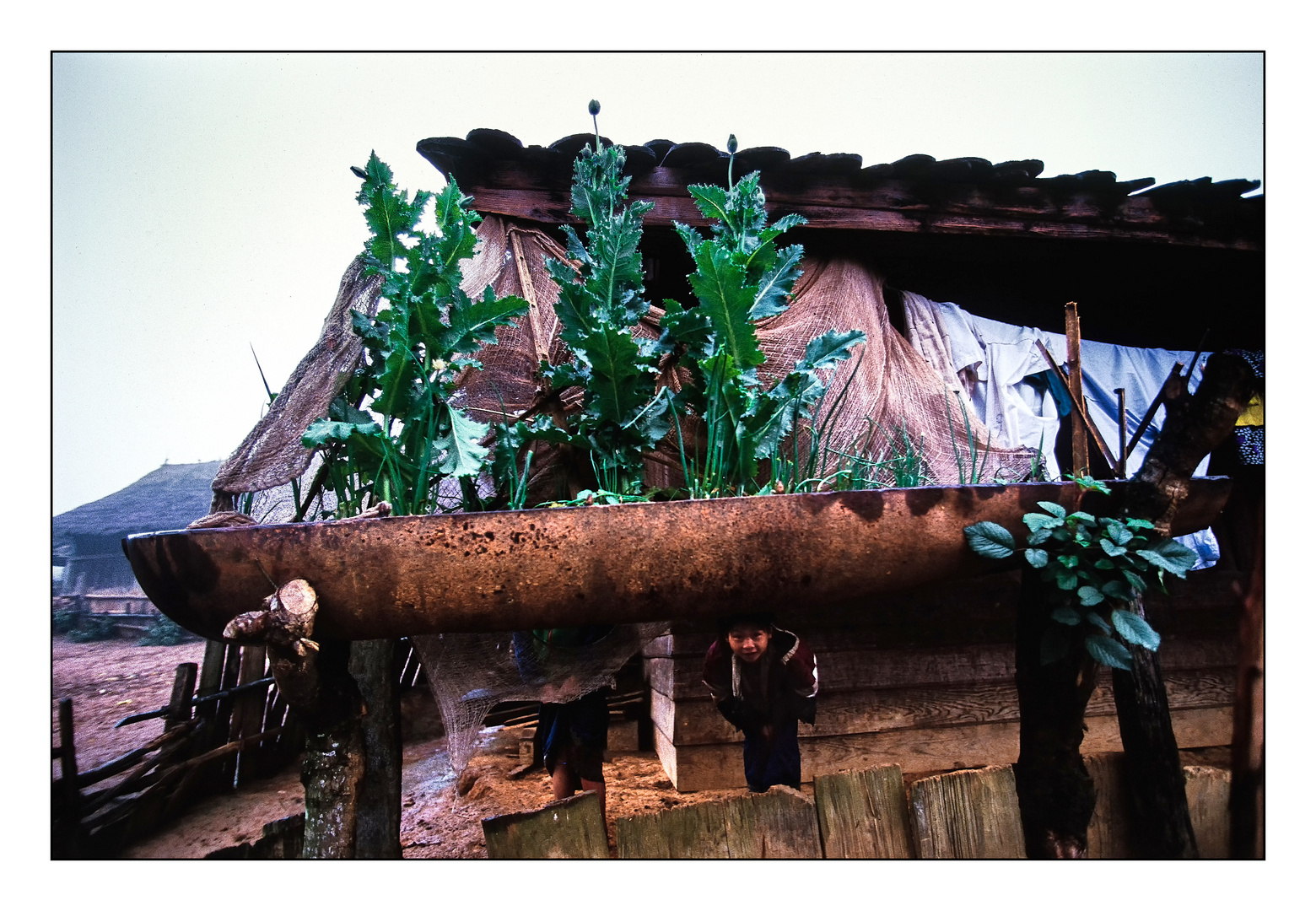 Schlafmohn im Hochbeet. Xieng Khouang, Laos