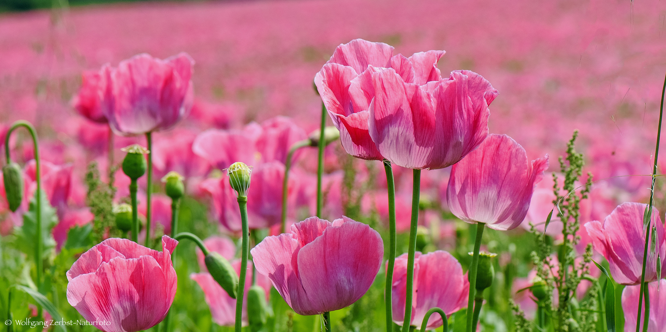   - Schlafmohn im Werra Meißner Kreis -