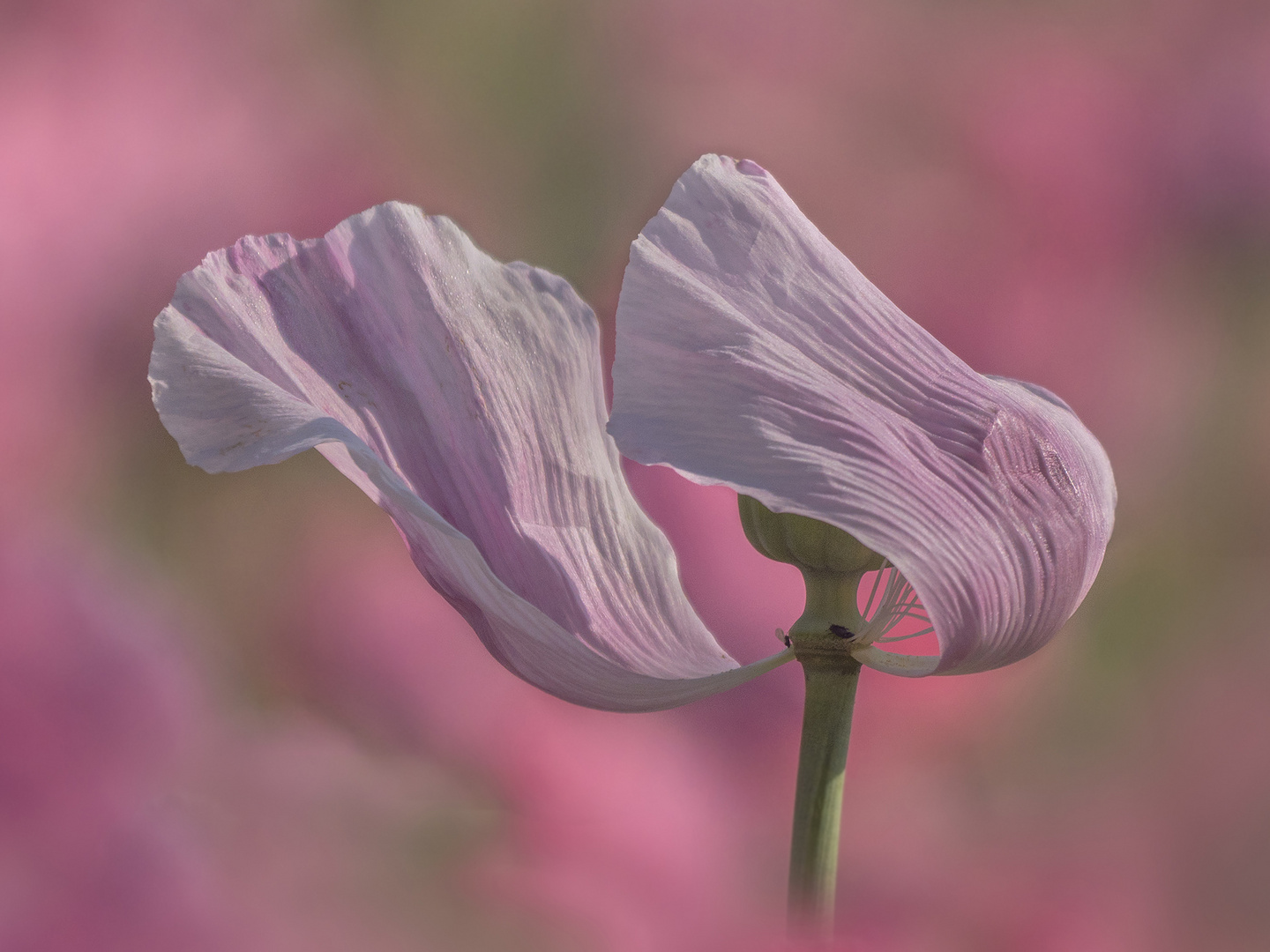 Schlafmohn im Wind