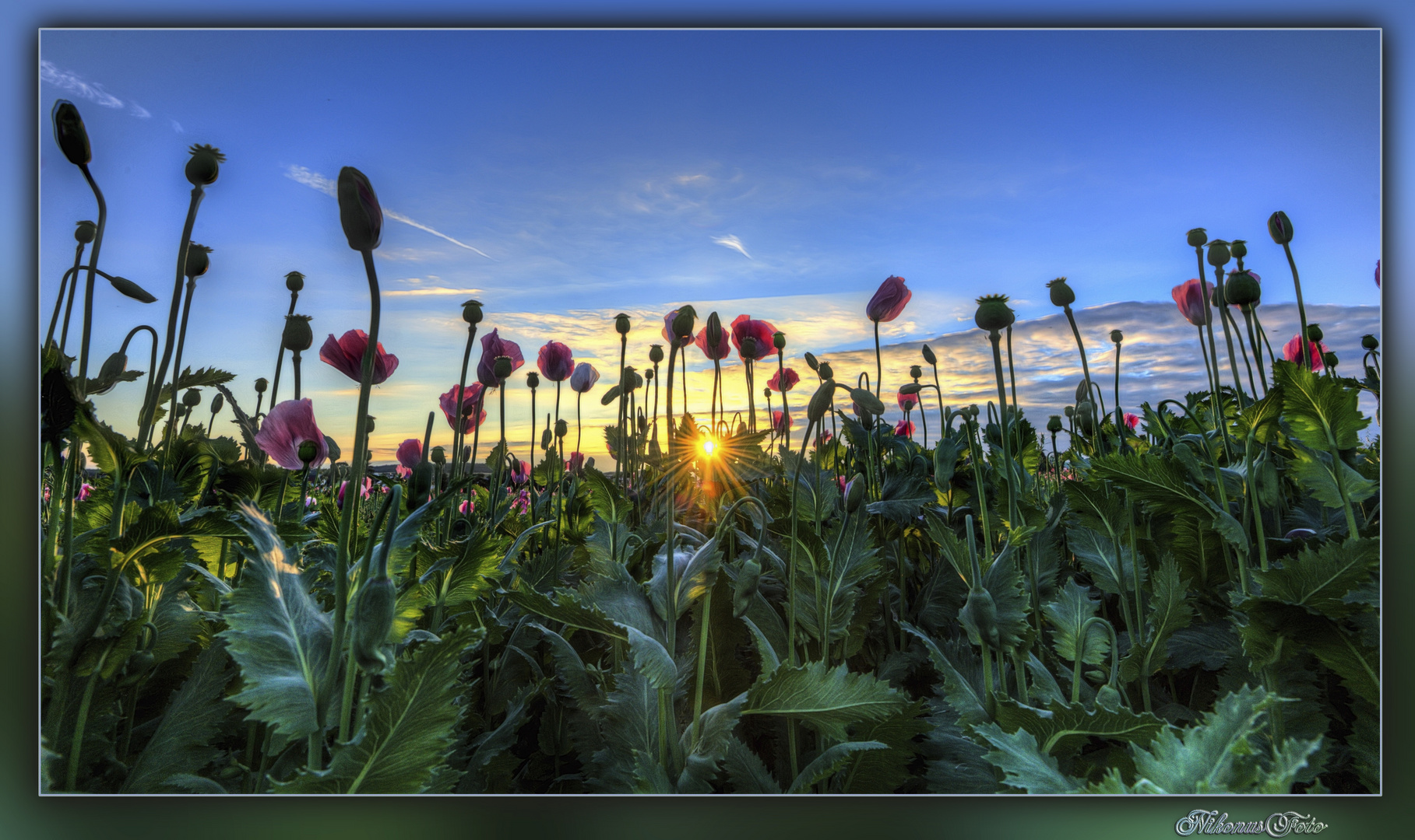 Schlafmohn in der Abendsonne