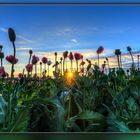 Schlafmohn in der Abendsonne