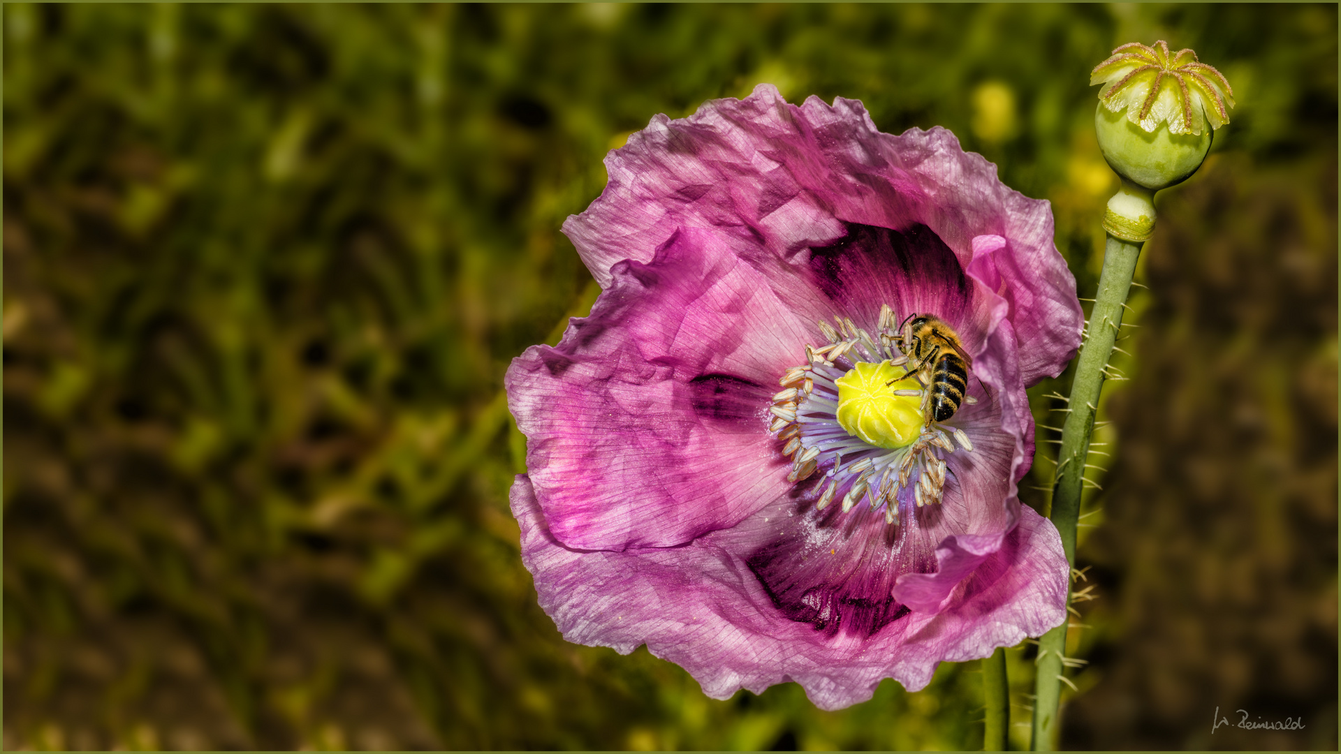 Schlafmohn mit Besuch