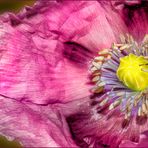 Schlafmohn mit Besuch - beschnitten