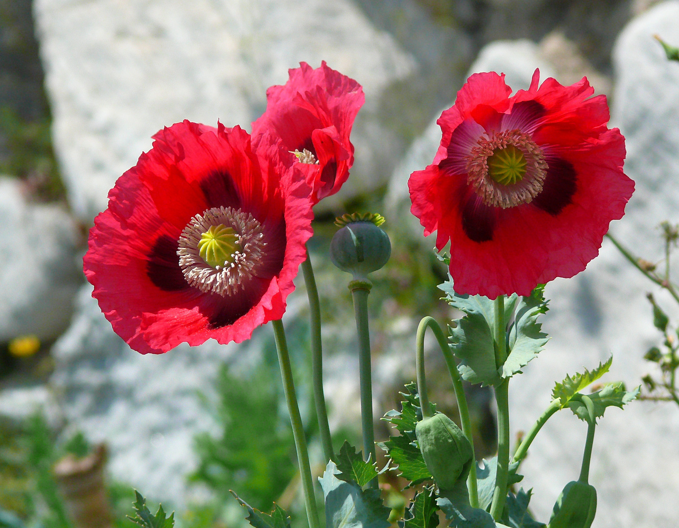 Schlafmohn mit Mohnkapsel