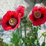 Schlafmohn mit Mohnkapsel