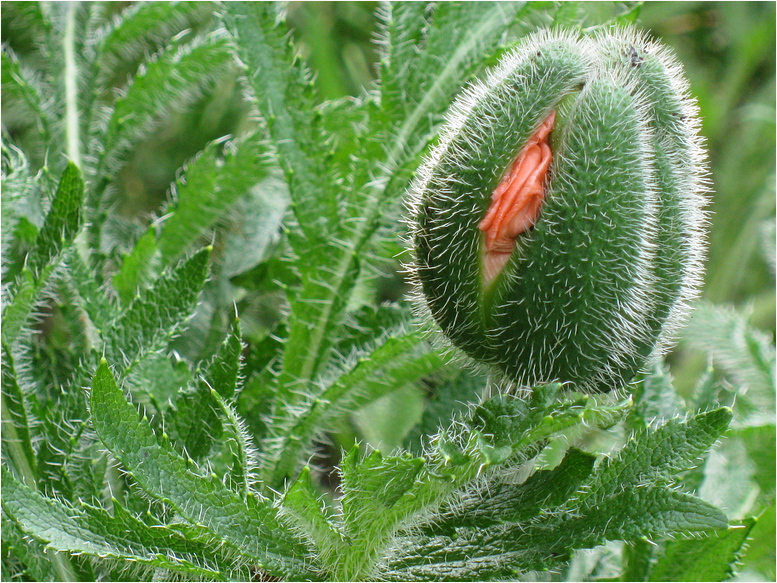 Schlafmohn, noch nicht aufgewacht.......