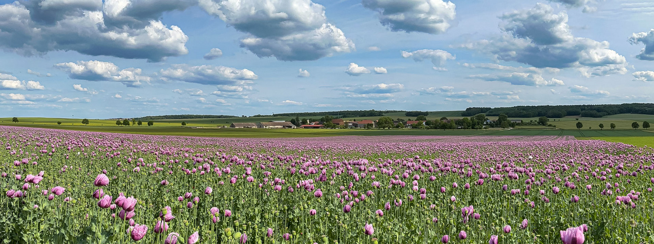 Schlafmohn, Papaver somnifera