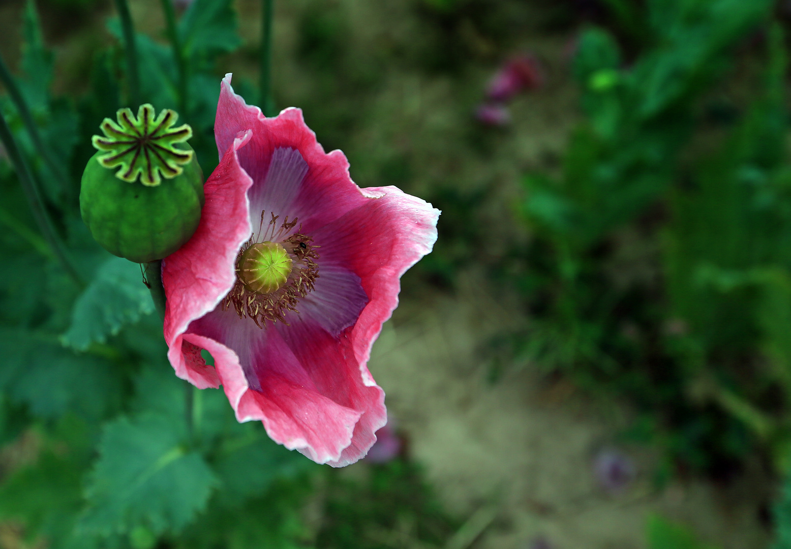 Schlafmohn - Papaver somniferum -