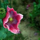 Schlafmohn - Papaver somniferum -