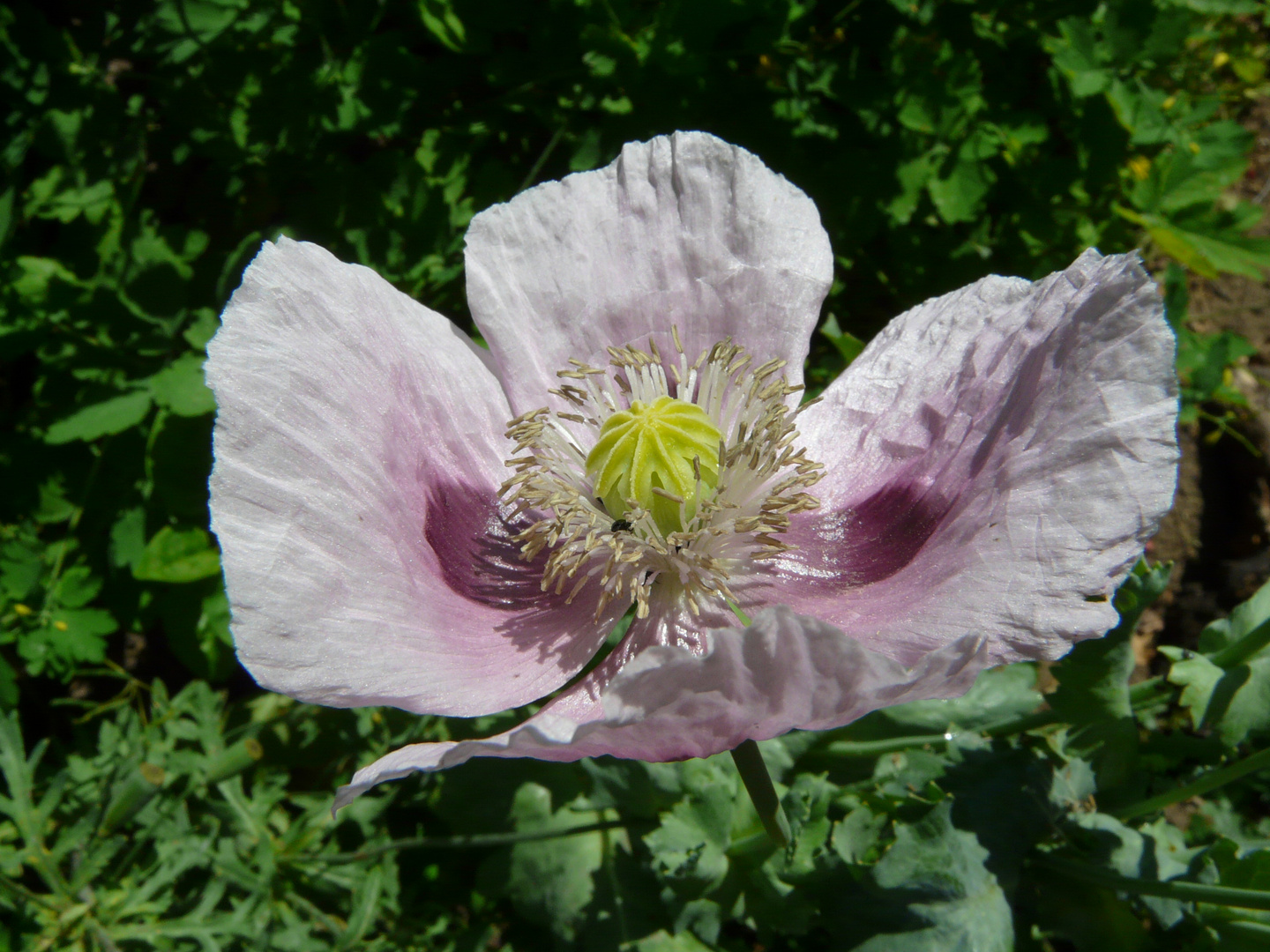 Schlafmohn - Papaver somniferum