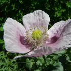 Schlafmohn - Papaver somniferum