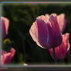  Schlafmohn (Papaver somniferum) 