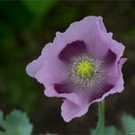 Schlafmohn (Papaver somniferum)