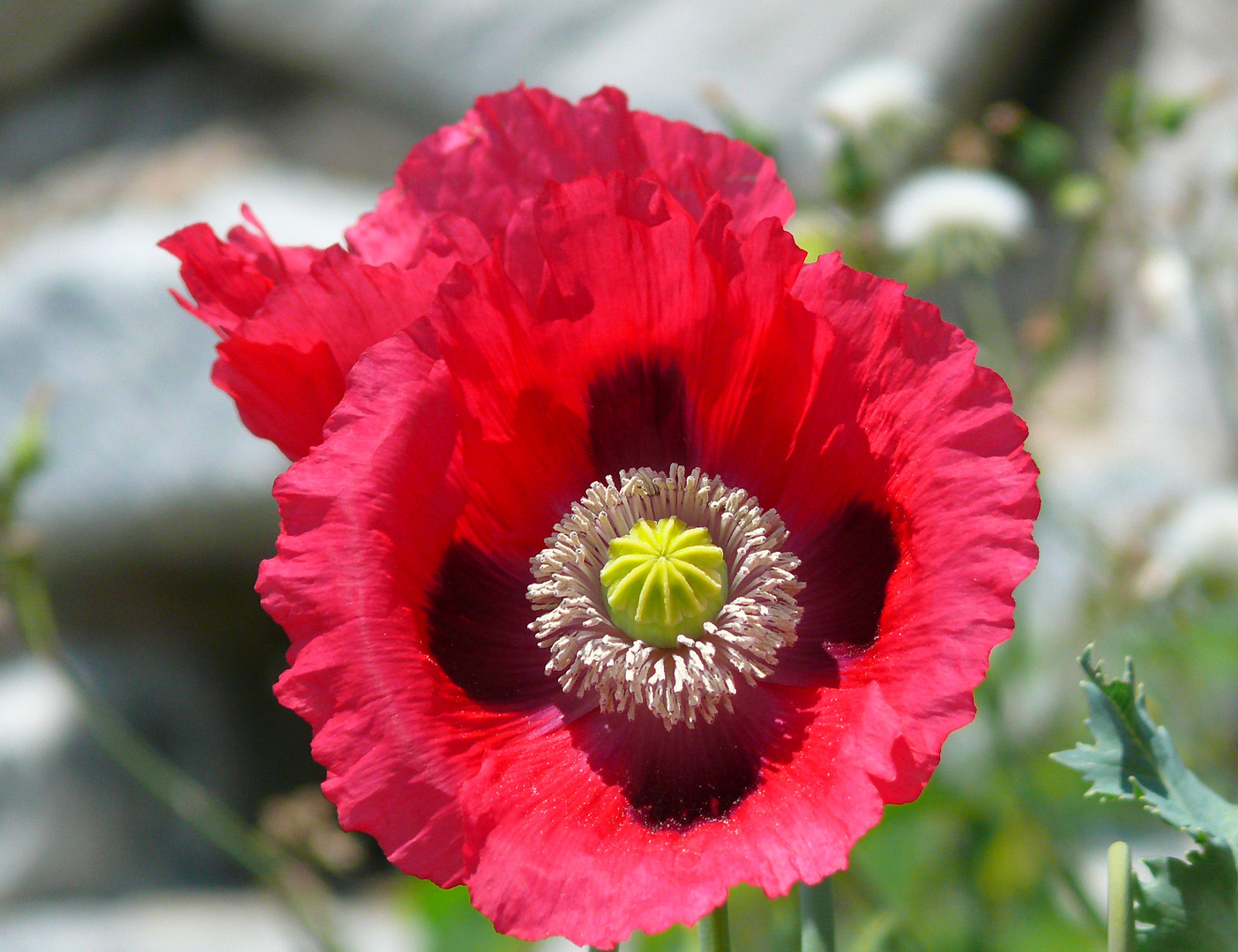 Schlafmohn - Papaver somniferum