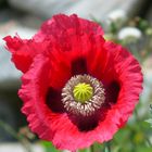 Schlafmohn - Papaver somniferum