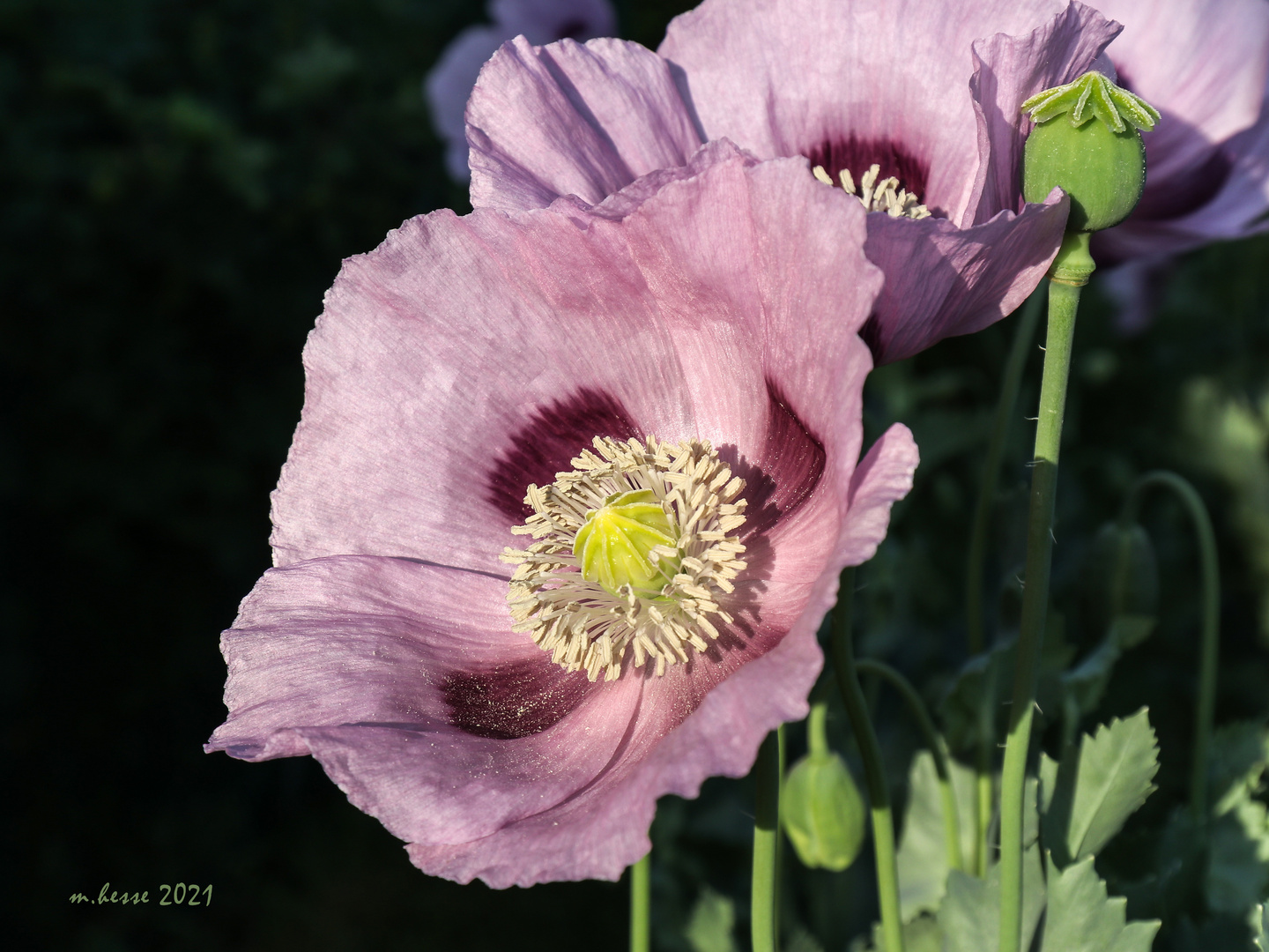 Schlafmohn (Papaver somniferum)