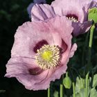 Schlafmohn (Papaver somniferum)