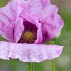 Schlafmohn (Papaver somniferum) oder Blaumohn