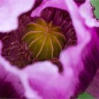 Schlafmohn (Papaver somniferum) oder Blaumohn....