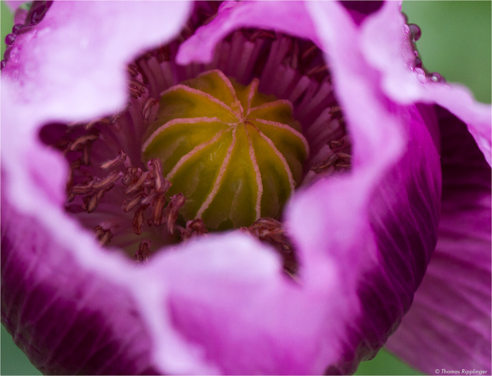 Schlafmohn (Papaver somniferum) oder Blaumohn....