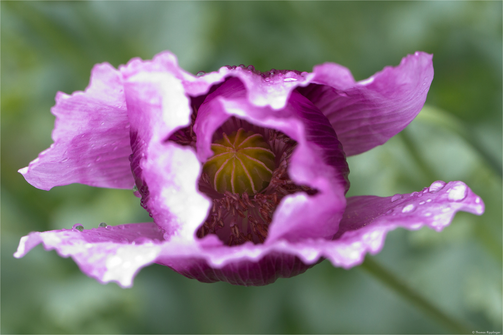 Schlafmohn (Papaver somniferum) oder Blaumohn.....