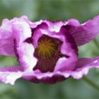 Schlafmohn (Papaver somniferum) oder Blaumohn.....