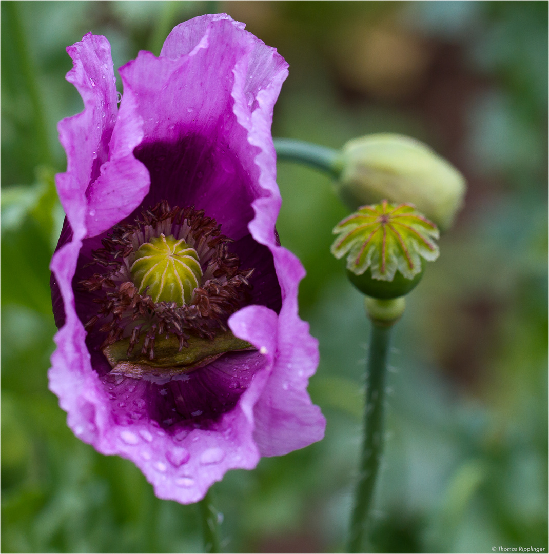 Ist Blaumohn Schlafmohn? Ist Blaumohn Schlafmohn?