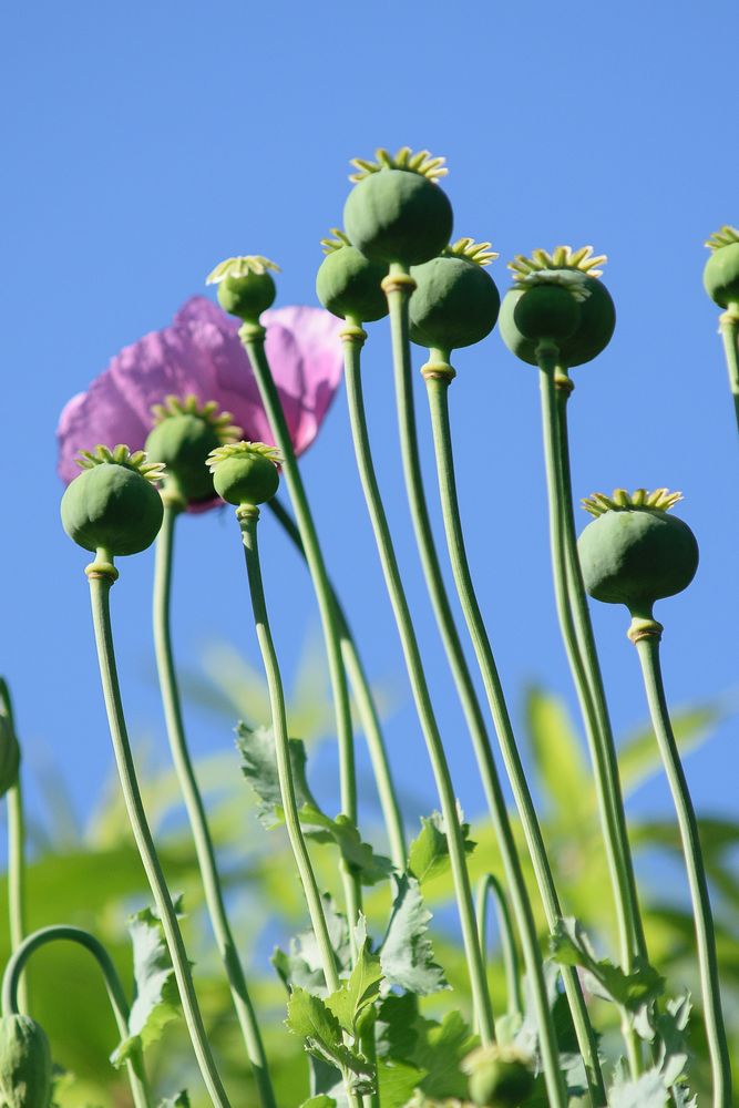 Schlafmohn (Papaver somniferum), opium poppy