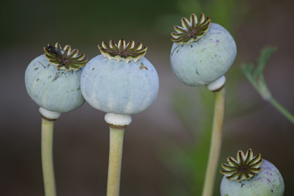 Schlafmohn (Papaver somniferum), opium-poppy