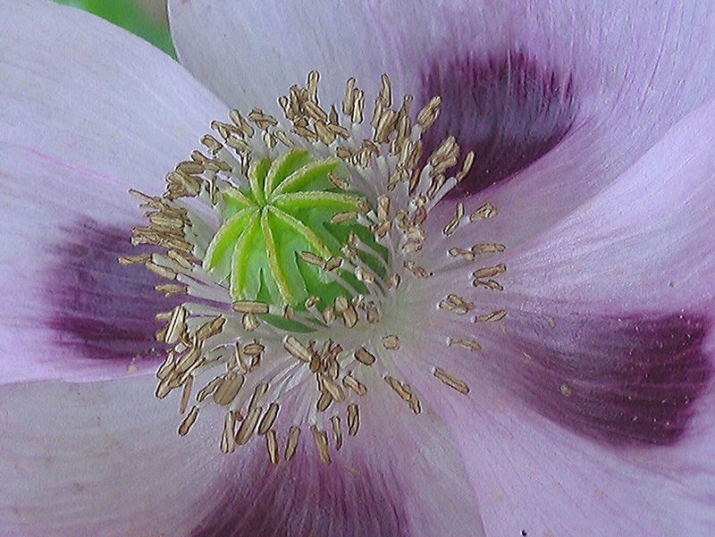 Schlafmohn passend zur Nacht...